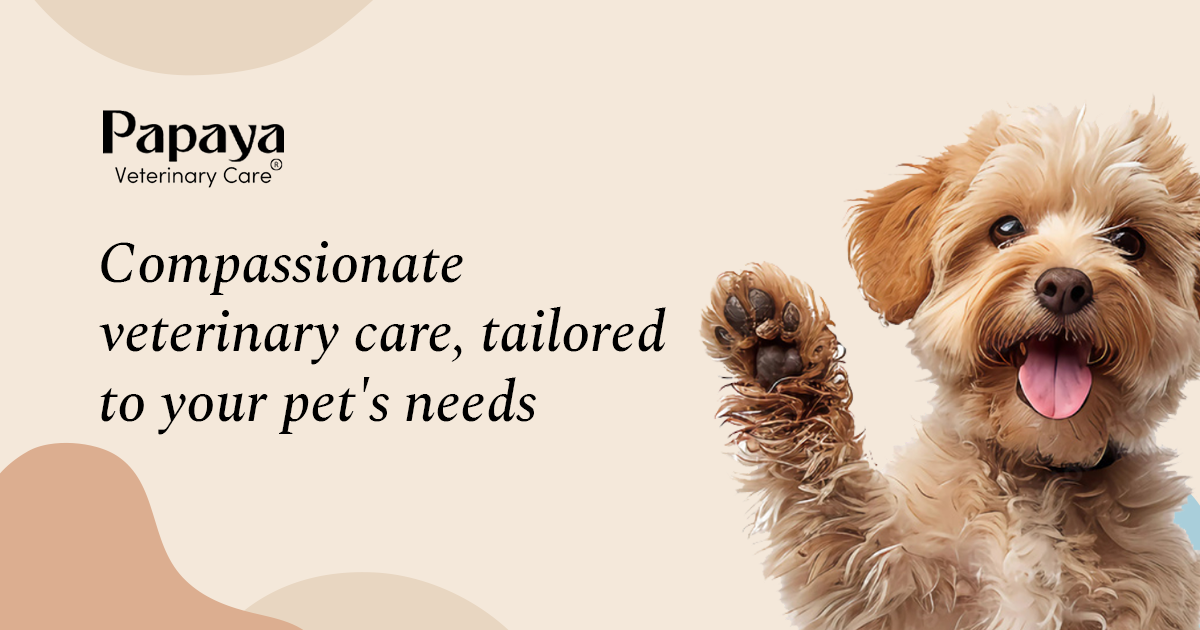 Papaya Veterinary Care - Carmel Valley