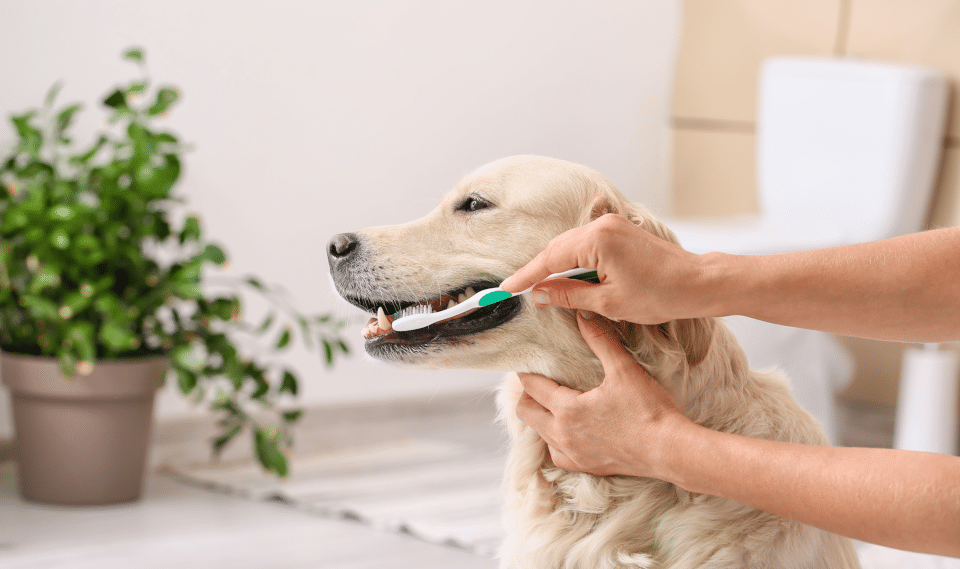 What Can I Use to Brush My Dog's Teeth? Discover Effective Methods