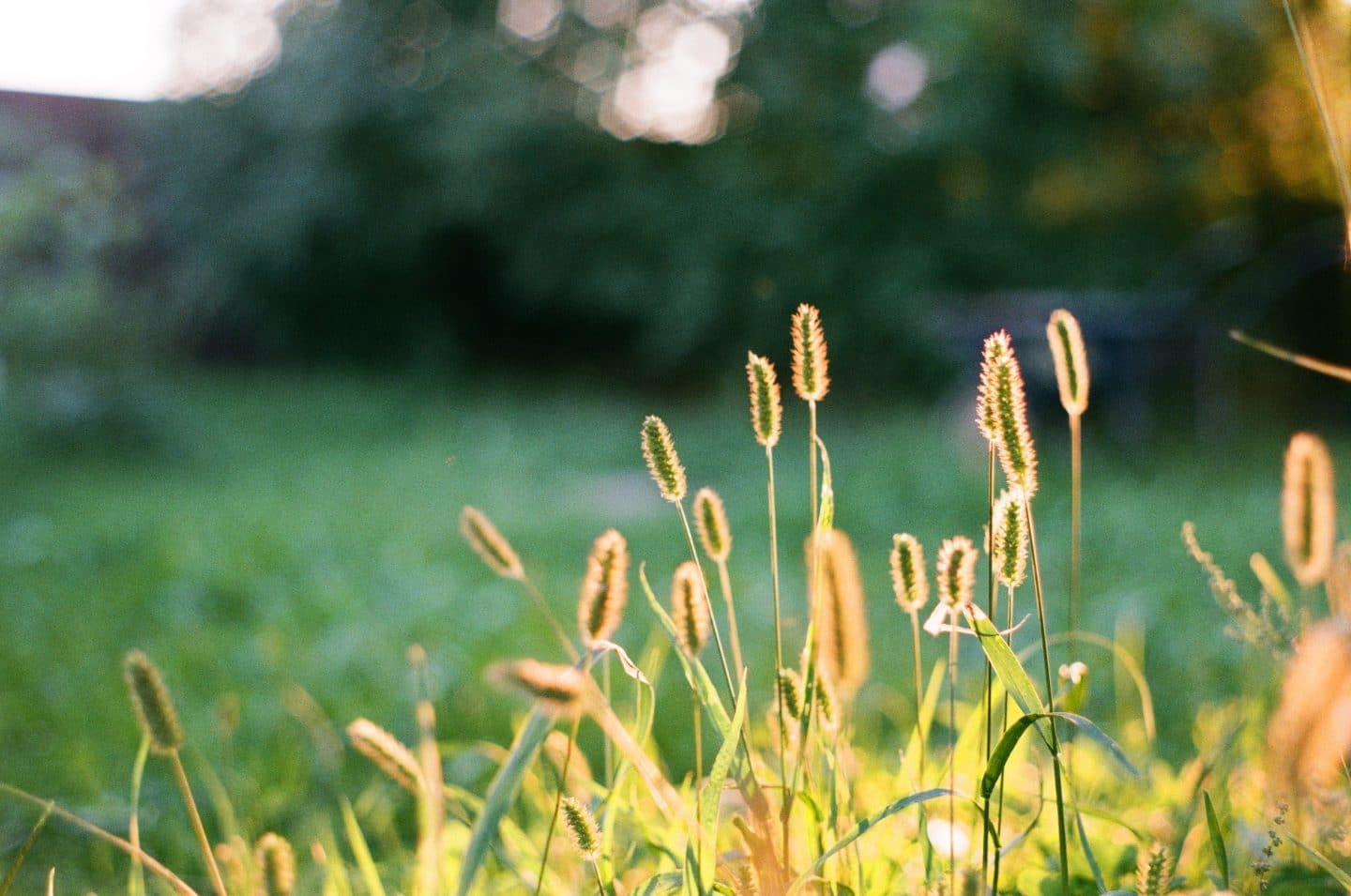 Foxtails pose serious health risks to animals