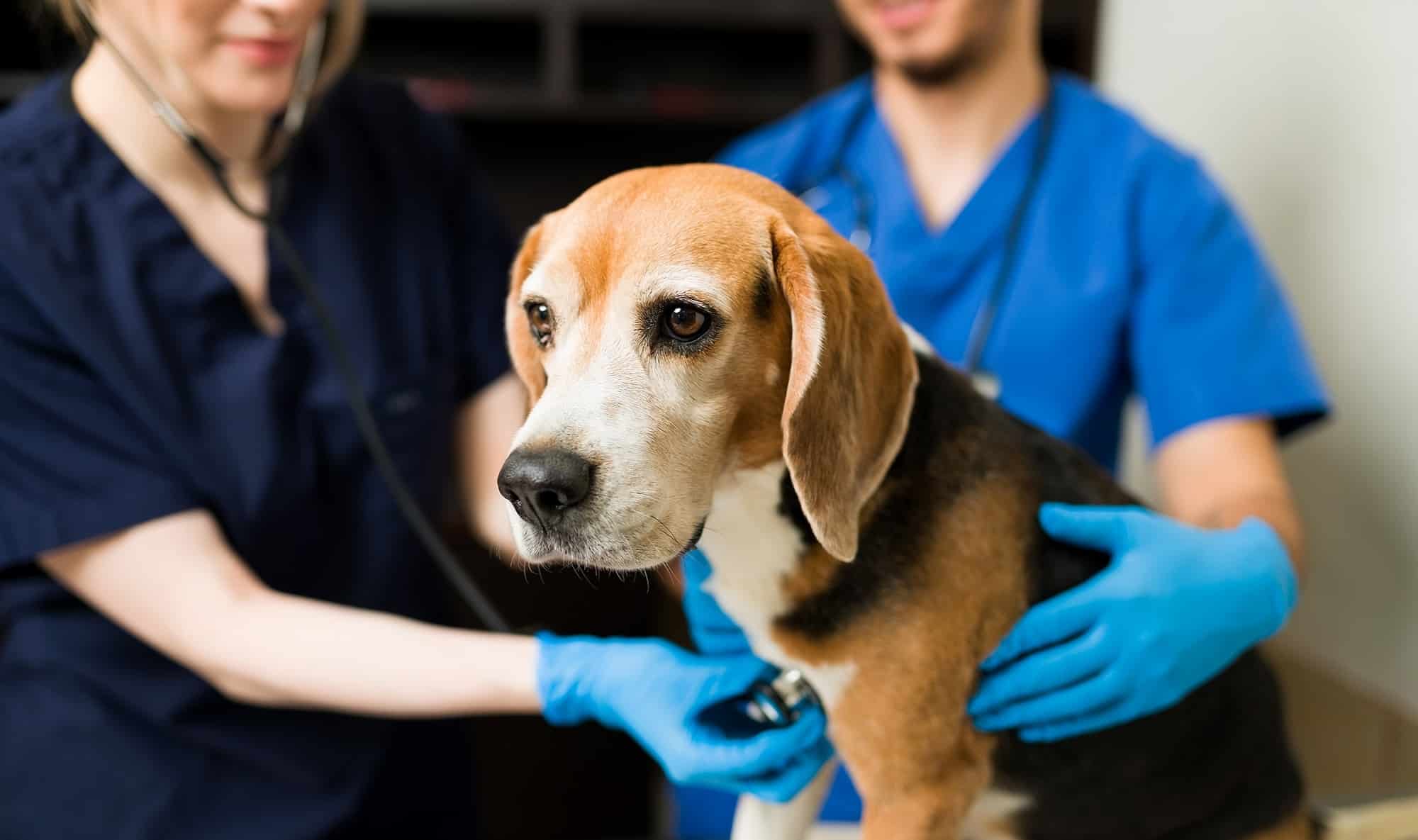 Dog shop urgent care