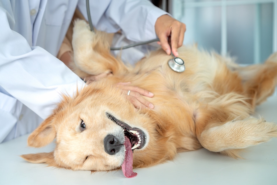 What to Expect at a Nose to Tail Exam | Papaya Veterinary Care