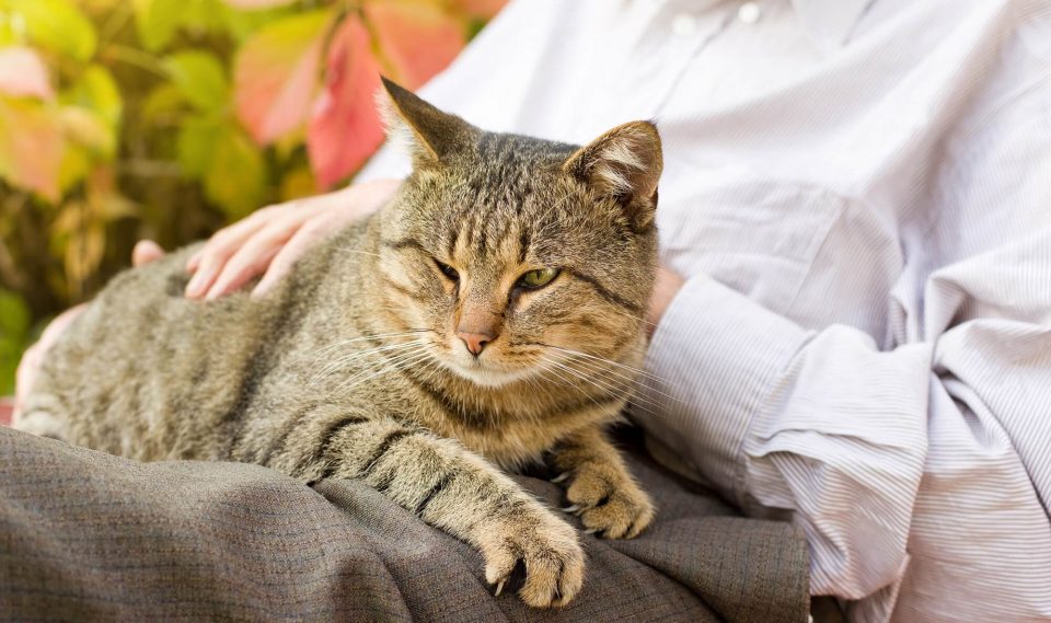 8 reasons why cats are the best pets