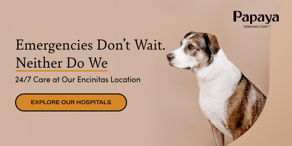 Emergencies Don't Wait. Neither Do We. 24/7 Care at Our Encinitas Location. Click here.