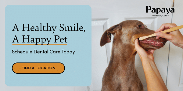 A Healthy Smile, A Happy Pet. Schedule Dental Care Today. Click here.