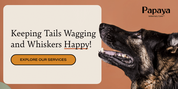 Keeping Tails Wagging and Whiskers Happy! Explore Our Services. Click here.