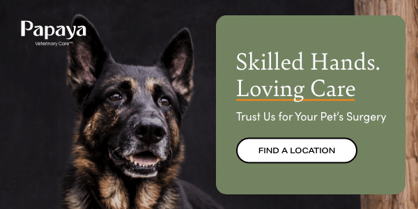 Skilled Hands. Loving Care. Trust Us for Your Pet's Surgery. Find a location today.