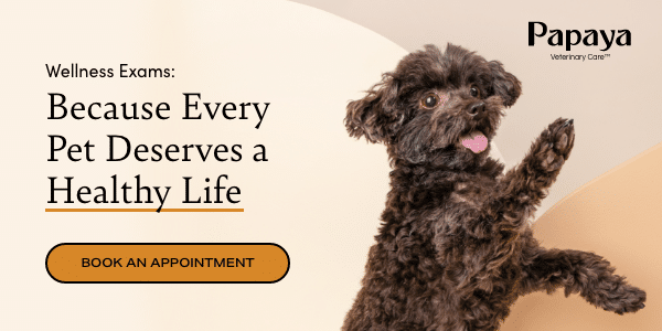 Wellness Exams: Because Every Pet Deserves a Healthy Life. Click Here to Book an Appointment