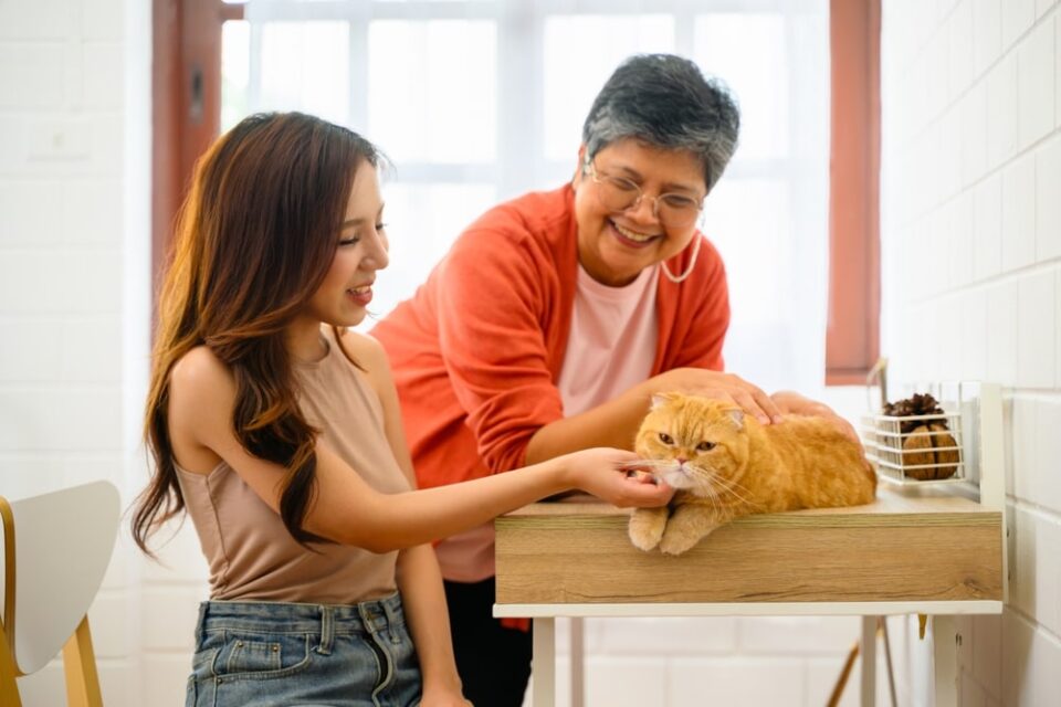 cat-socialization