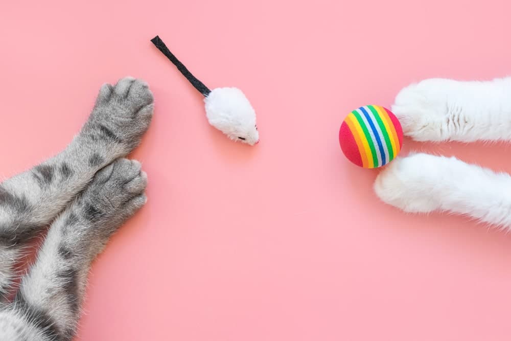 Best Interactive Cat Toys :8 Ways to Engage Your Feline's Body and