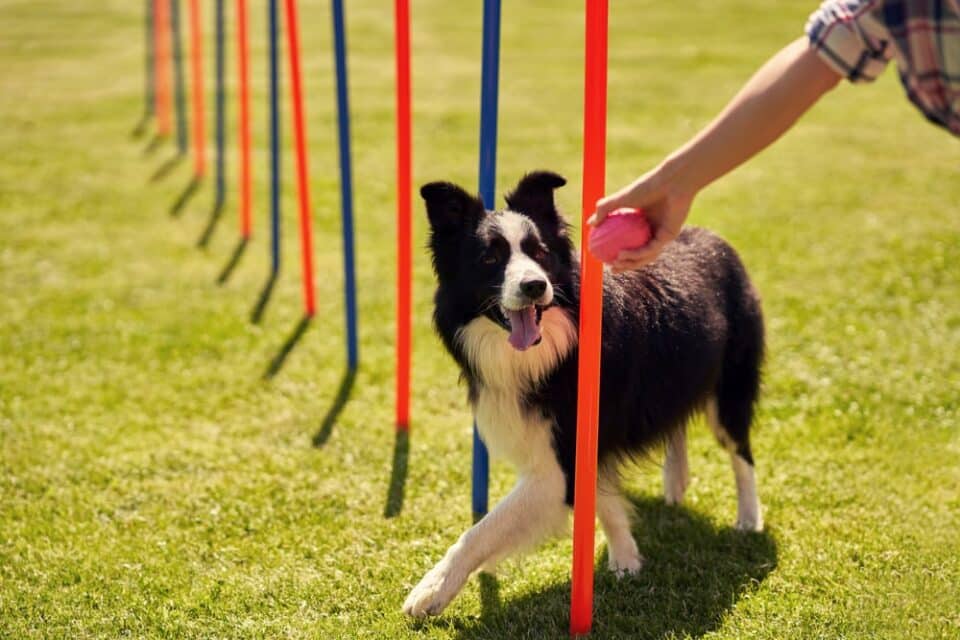 dog-training