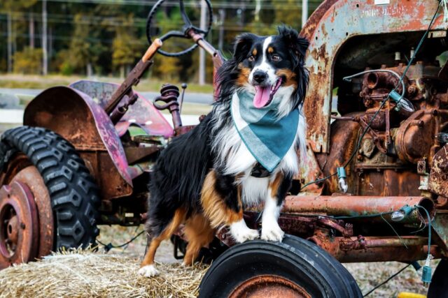 Happy border collie dog on a tractor wheel