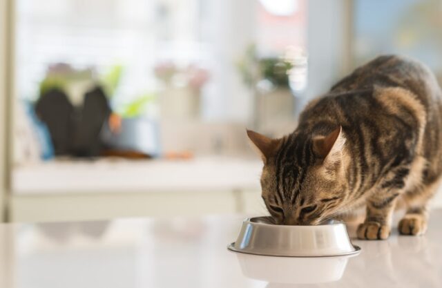 Cat eating healthy food from a bowl, on a countertop
