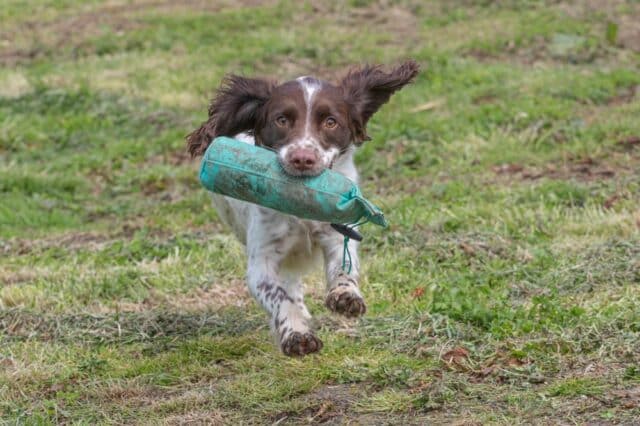 Cocker Spaniel with a toy in its mouth