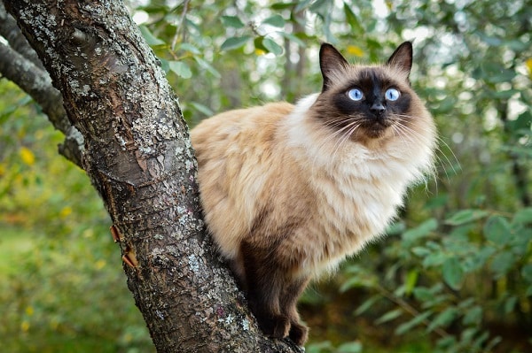 Hypo-Allergenic Balinese cat