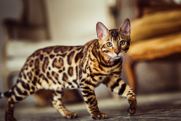 Hypo-Allergenic Bengal cat