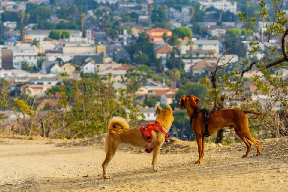 Exploring San Diego’s Pet Friendly Hiking Trails: A Guide for Adventurous Pets and Owners