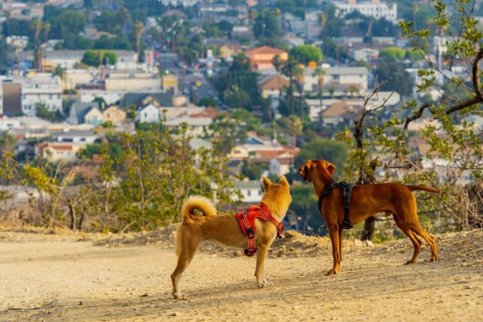 dog-hiking-trails