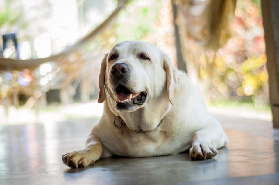 dog-who-is-obese-pet-obesity