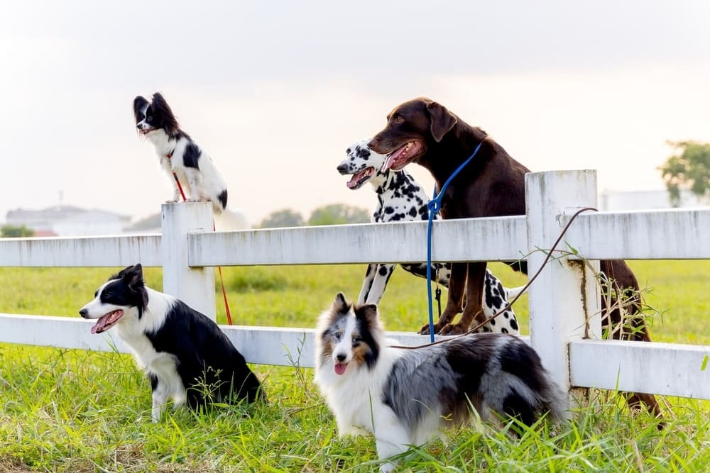 Diffrent dog breeds